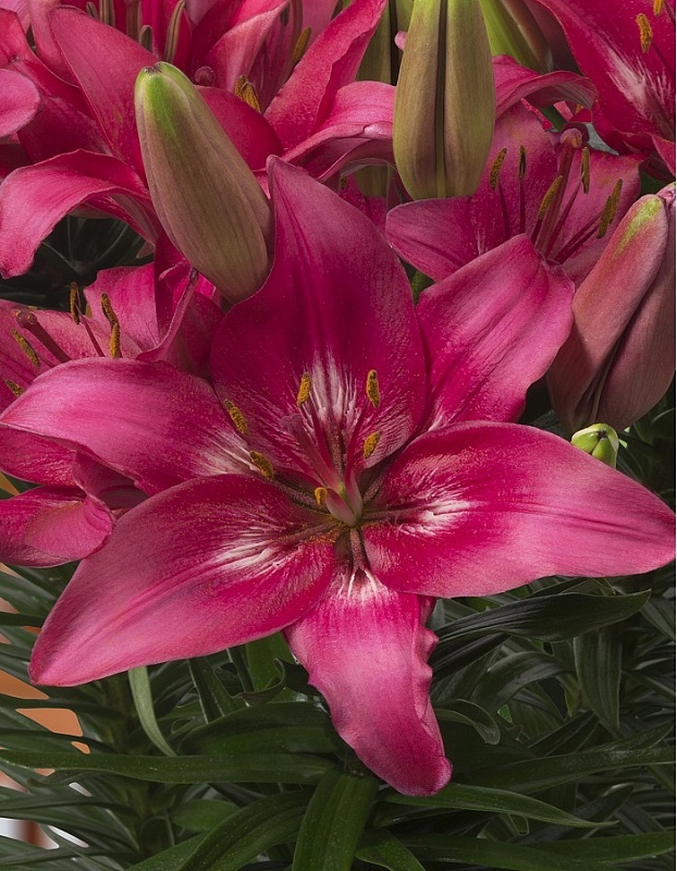 Лилия Тренди Дакота